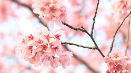 春の空と桜 戸田川緑地