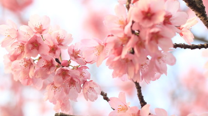 春の空と桜 戸田川緑地
