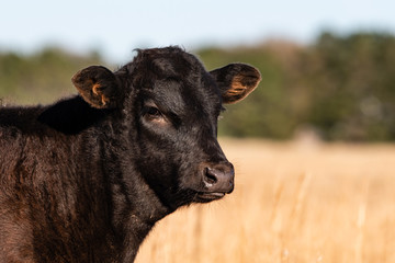 Black Angus calf close up