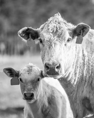 BW Cow-calf pair portrait