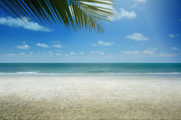 Fototapeta premium Tropical beach background with palm tree, Summer.