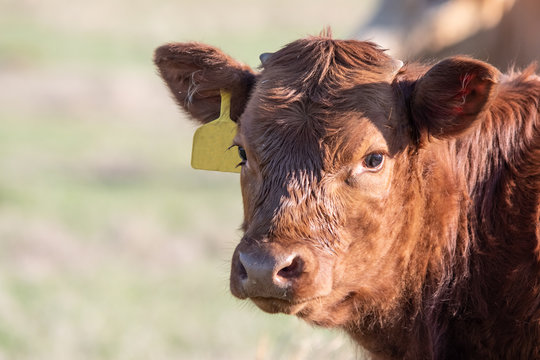 Red calf head close up