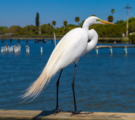 White Great Egret Standing on Melbourne Beach Pier Railing in Florida