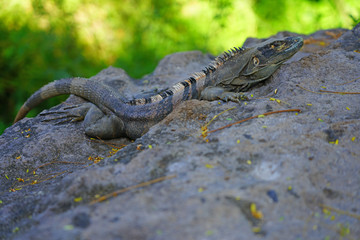 Wild iguana in the sun in Costa Rica