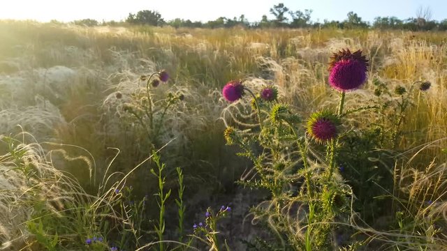 Field grass swaying in the wind.