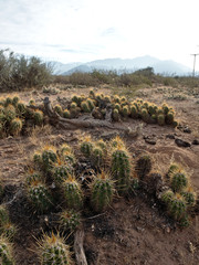 Native Cactai near the town of Pagancillo, in La Rioja province, Argentina.