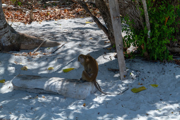monkey in the beach