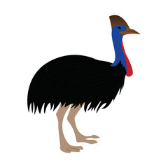 Obraz premium isolated cute emu