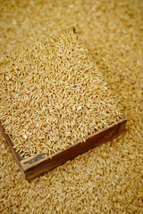 rice on wooden background