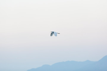 Heron flying in clear sky