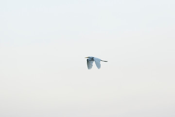 Heron flying in clear sky