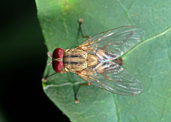 Macro Photo of Housefly on Green Leaf