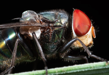 Macro Photo of Blowfly on Green Leaf Isolated on Black Background