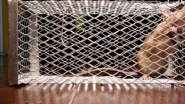 rat traped in mousetrap
