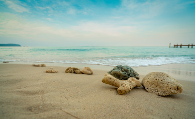 Corals on sand beach by the sea with blue sky and white clouds. Summer vacation on tropical paradise beach concept. Ripple of water splash on sandy beach. Summer vibes. Coral that were washed ashore.