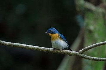 Tickell's blue-flycatcher perching on a branch