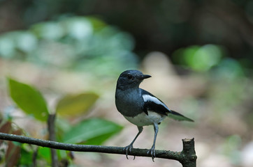 Oriental magpie robin (Copsychus saularis) on branch