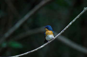 Tickell's blue-flycatcher perching on a branch