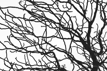 Dead tree and branch isolated on white background. Black branches of tree backdrop. Nature texture background. Tree branch for graphic design and decoration. Art on black and white scene.