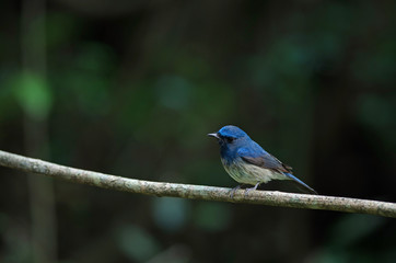 Hainan blue flycatcher (Cyornis hainanus)