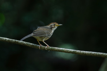 Puff-throated Babbler in tropical forest