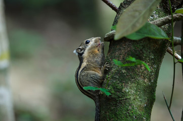 Himalayan striped squirrel or Burmese striped squirrel