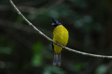 black-crested bulbul perched on branch