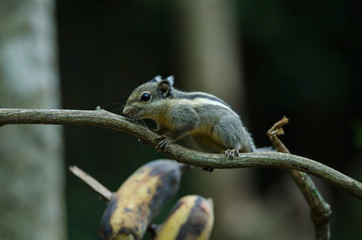 Himalayan striped squirrel or Burmese striped squirrel