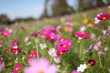 Obraz premium 秋桜の丘