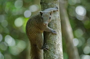 Grey-bellied squirrel in forest