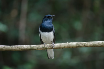 Oriental magpie robin (Copsychus saularis) on branch