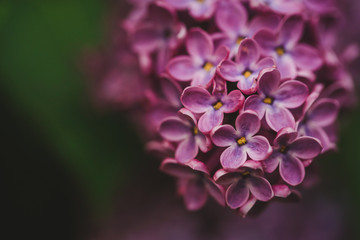 Purple Summer Lilac