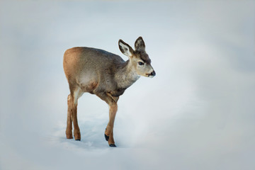 Mule Deer Fawn in the Snow