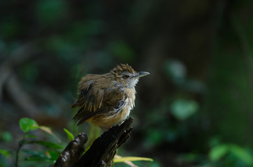 Brown-cheeked Fulvetta, Grey-eyed Fulvetta