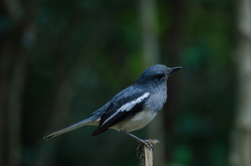 Obraz premium Oriental magpie robin (Copsychus saularis) on branch