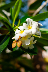 Fototapeta premium beautiful white adenium