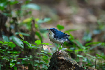 Siberian blue robin (Luscinia cyane)