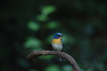 Fototapeta premium Tickell's blue-flycatcher perching on a branch