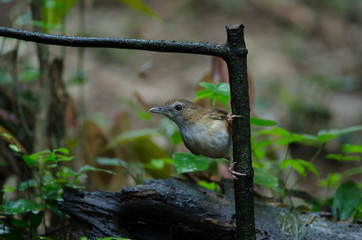 Brown-cheeked Fulvetta, Grey-eyed Fulvetta