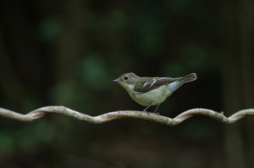 Yellow-rumped flycatcher (Ficedula zanthopygia) in nature
