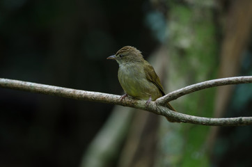 Fototapeta premium Grey-eyed Bulbul (Iole propinqua ) on tree