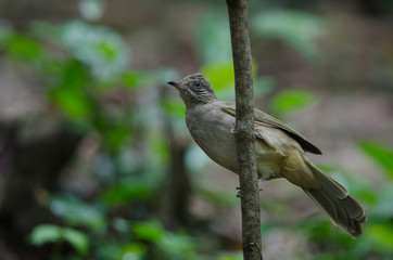 Stripe-throated Bulbul on a branch