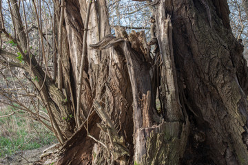old broken willow tree