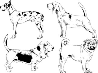 vector drawings sketches pedigree dogs in the racks drawn in ink by hand , objects with no background