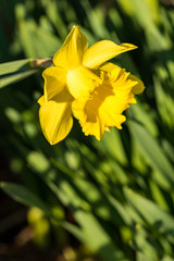 close up of one beautiful yellow daffodil flower under the sun in the garden