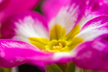 close up of beautiful pink pansy flower with yellow stamen