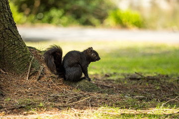 one cute black squirrel sitting under the shade of a big tree in the park, taking a rest