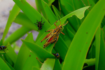 grasshopper on leaf