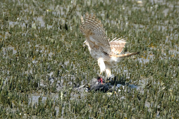 hawk called buzzard eating duck