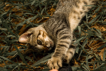 Obraz premium Gatinho